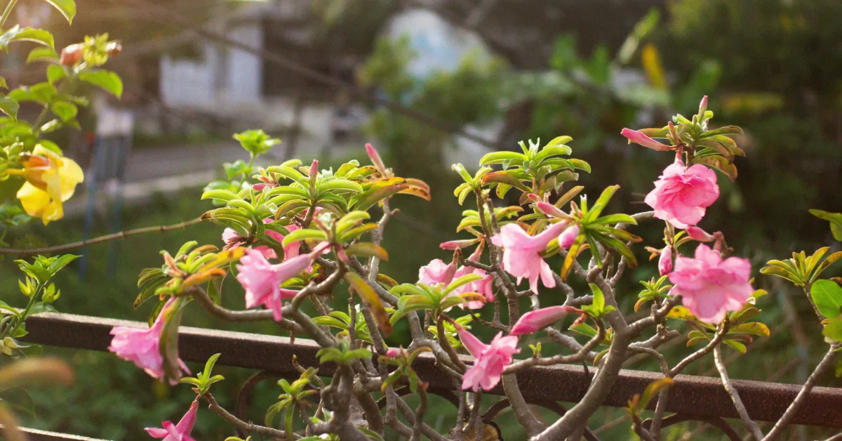 prepare garden for summer