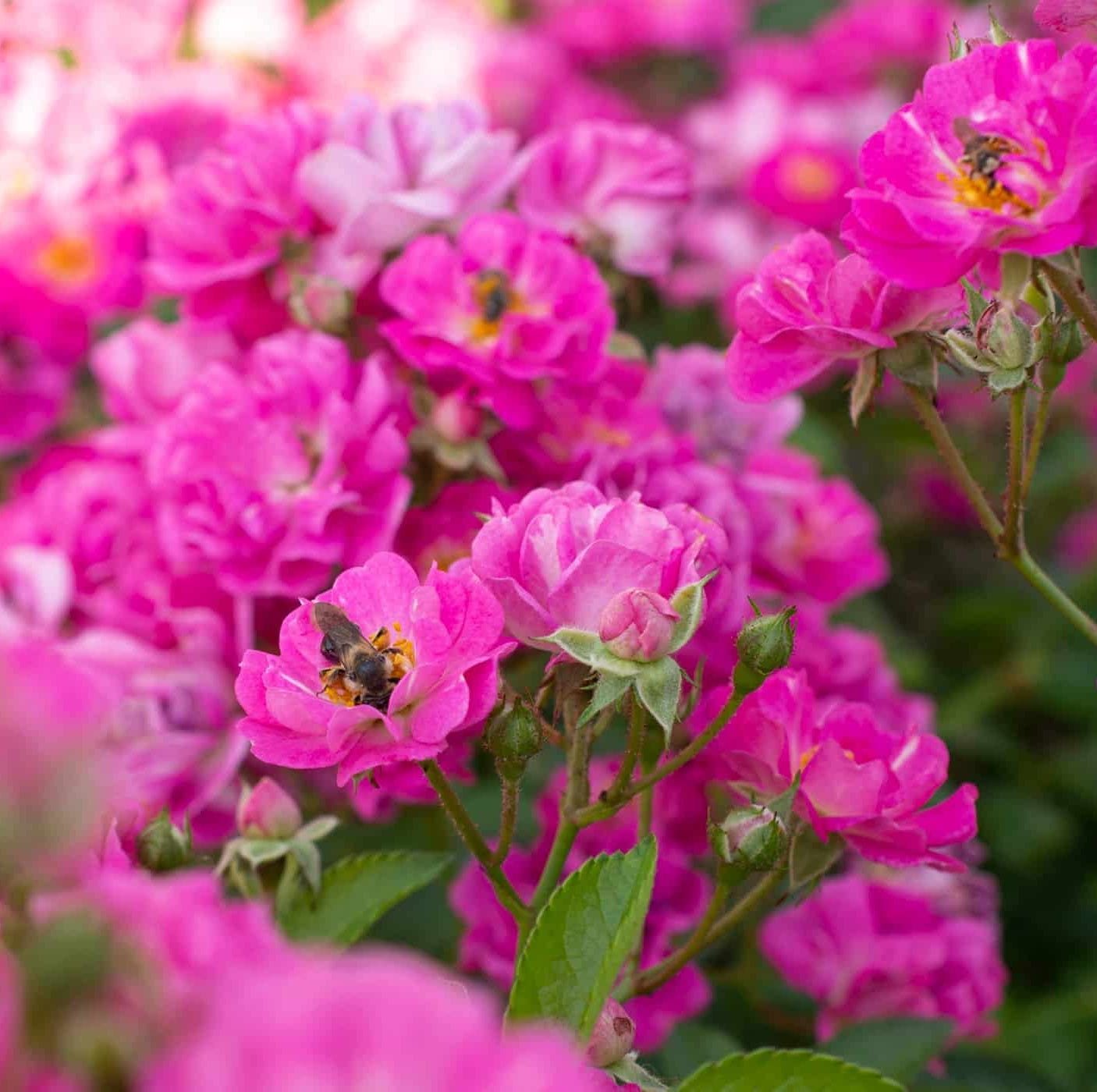 star roses and plants pretty polly pink