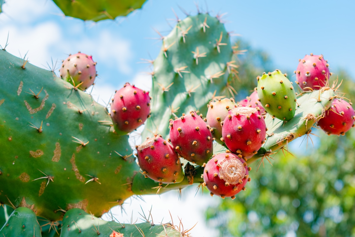 coastal prickly pear cactus