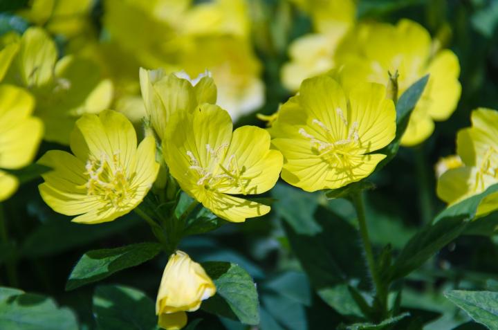 Evening Primrose (Oenothera spp.)