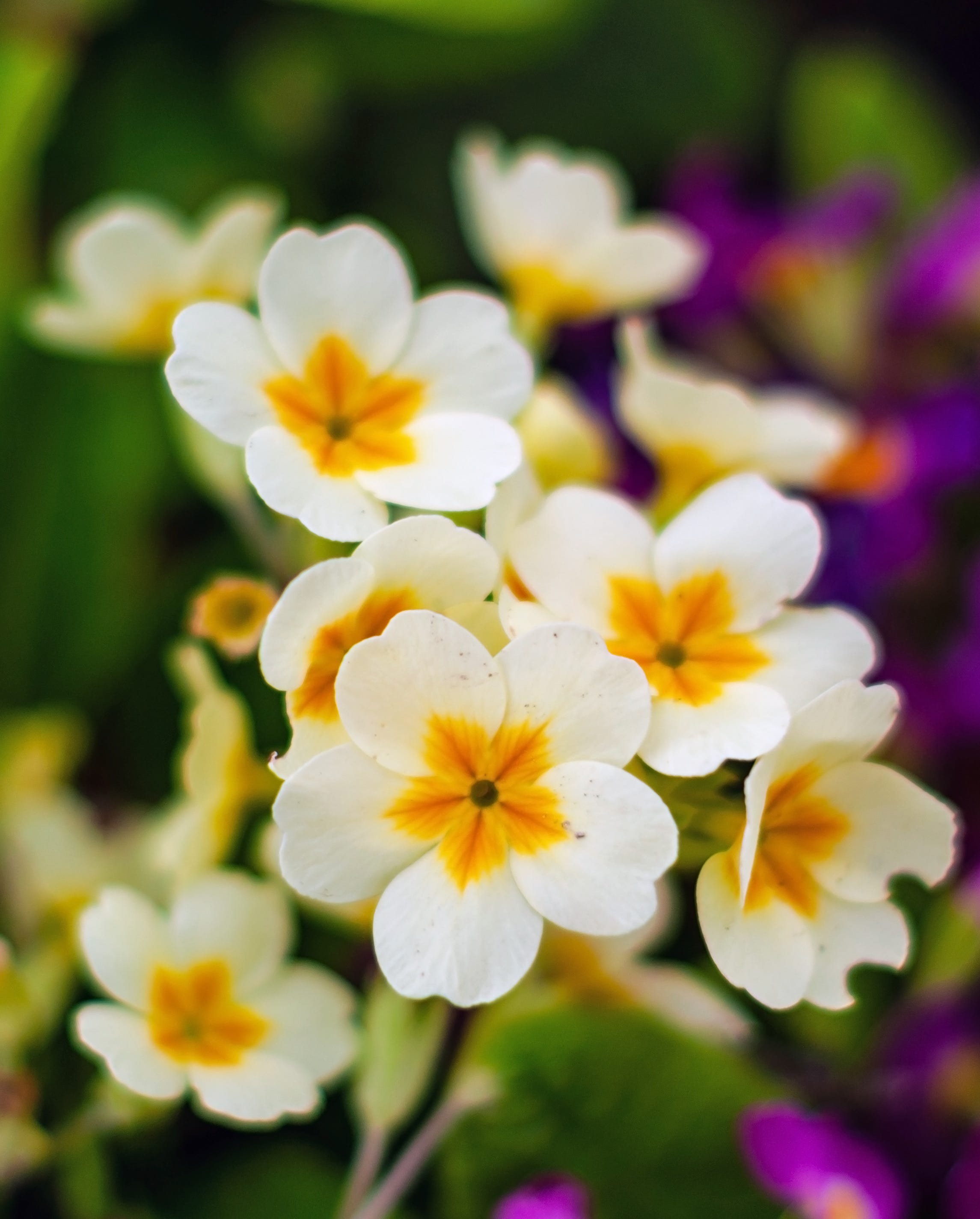 primrose flowers