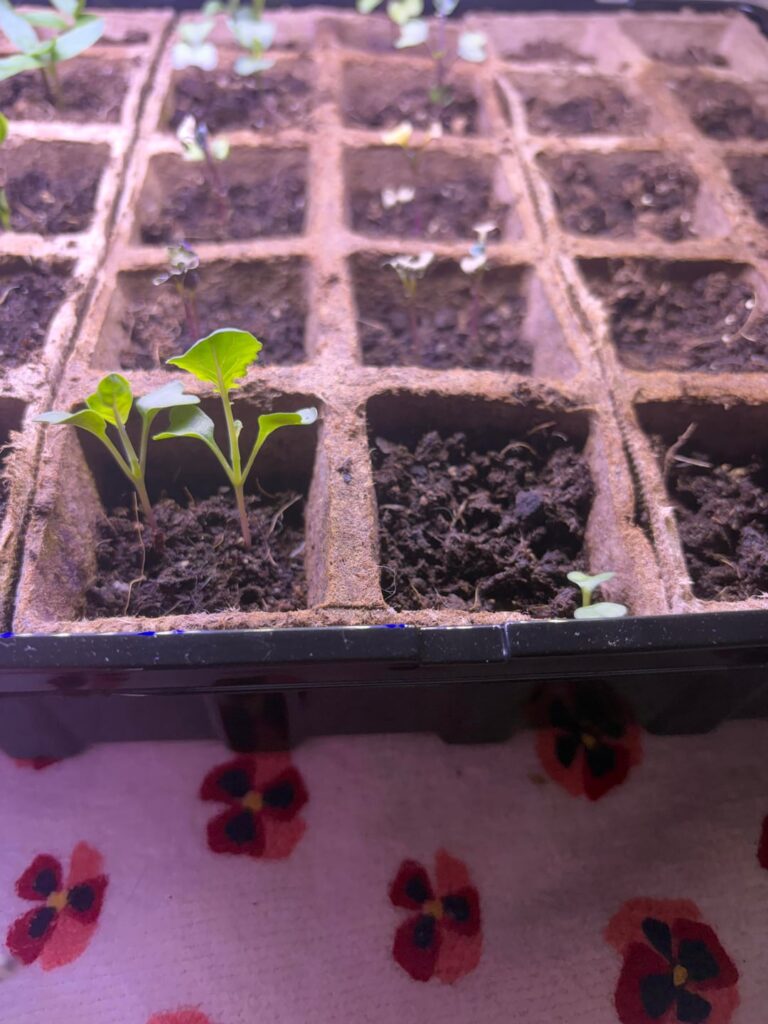 What size to move broccoli outside?