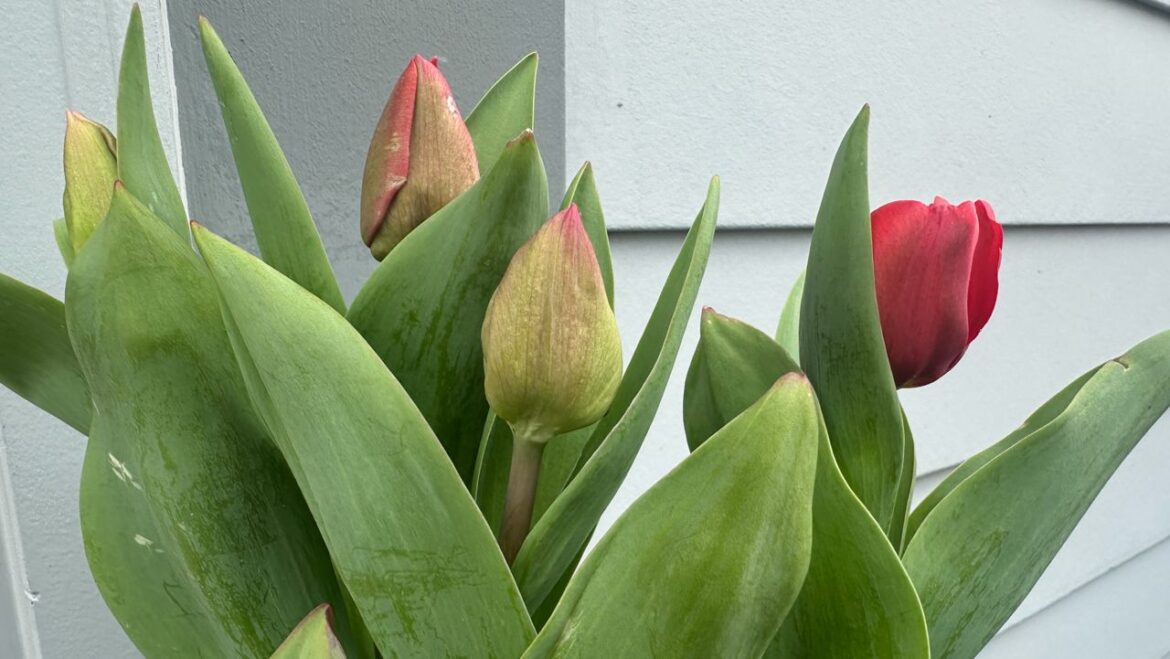 When to start and what to know this season When to start and what to know this season