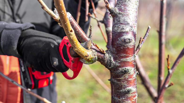 Man trimming tree branches with electric pruners
