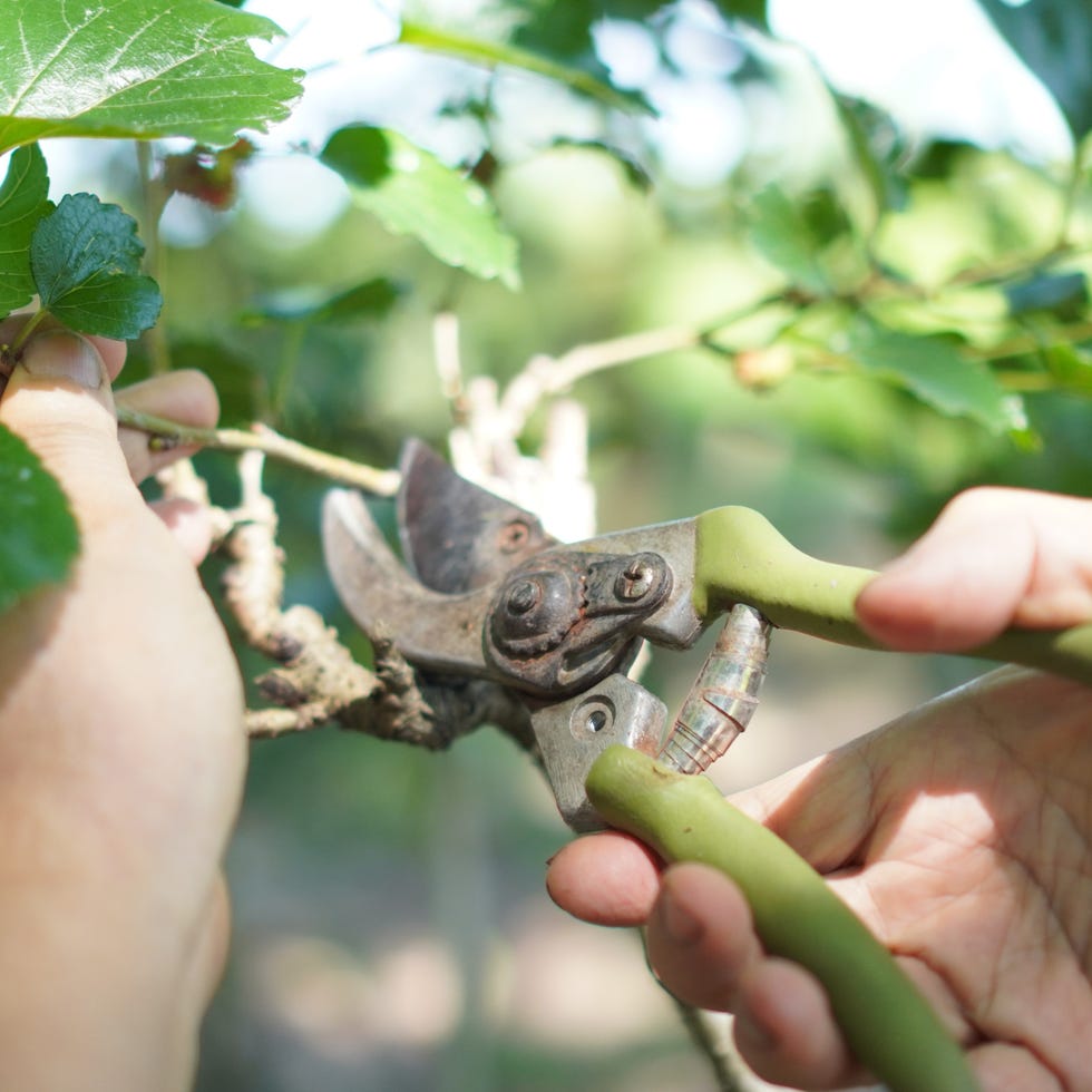 scissors for trimming branches