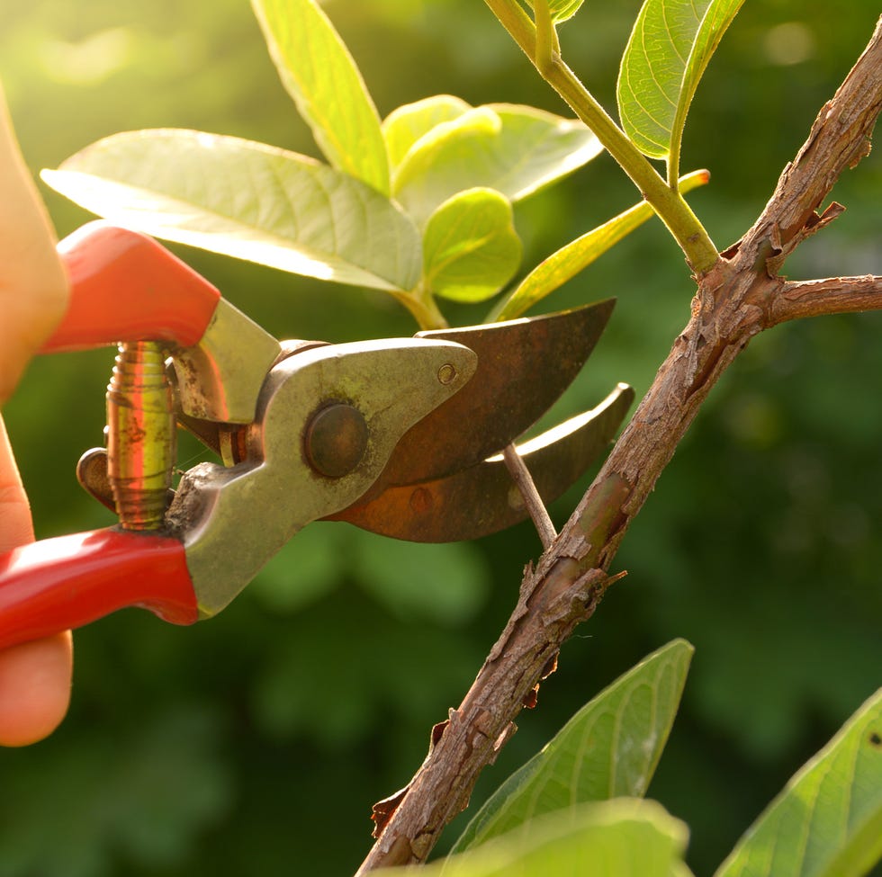 gardener pruning trees with pruning shears on nature background.