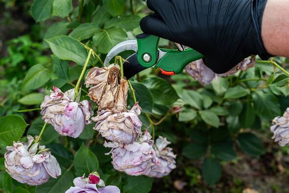 Pruning Lavender Roses in Bloom – Tranquil Garden Scene at Sunset. A close-up of a gardener’s gloved hand carefully trimming delicate lavender roses w