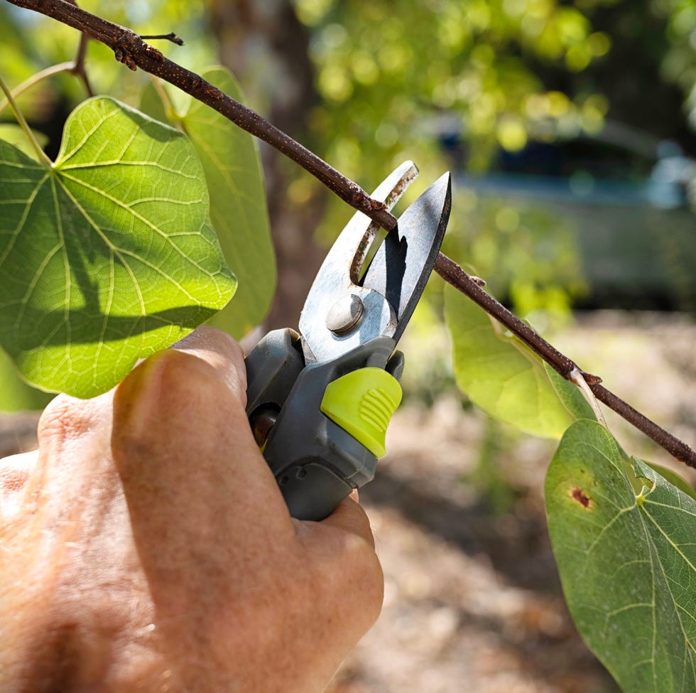 person pruning a flower