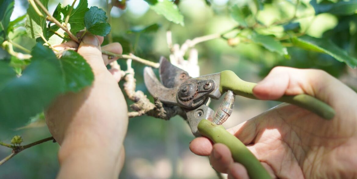 Gardeners Urged To Remove The ‘Three Ds’ When Pruning Dormant Plants