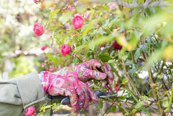 pruning roses pruning roses