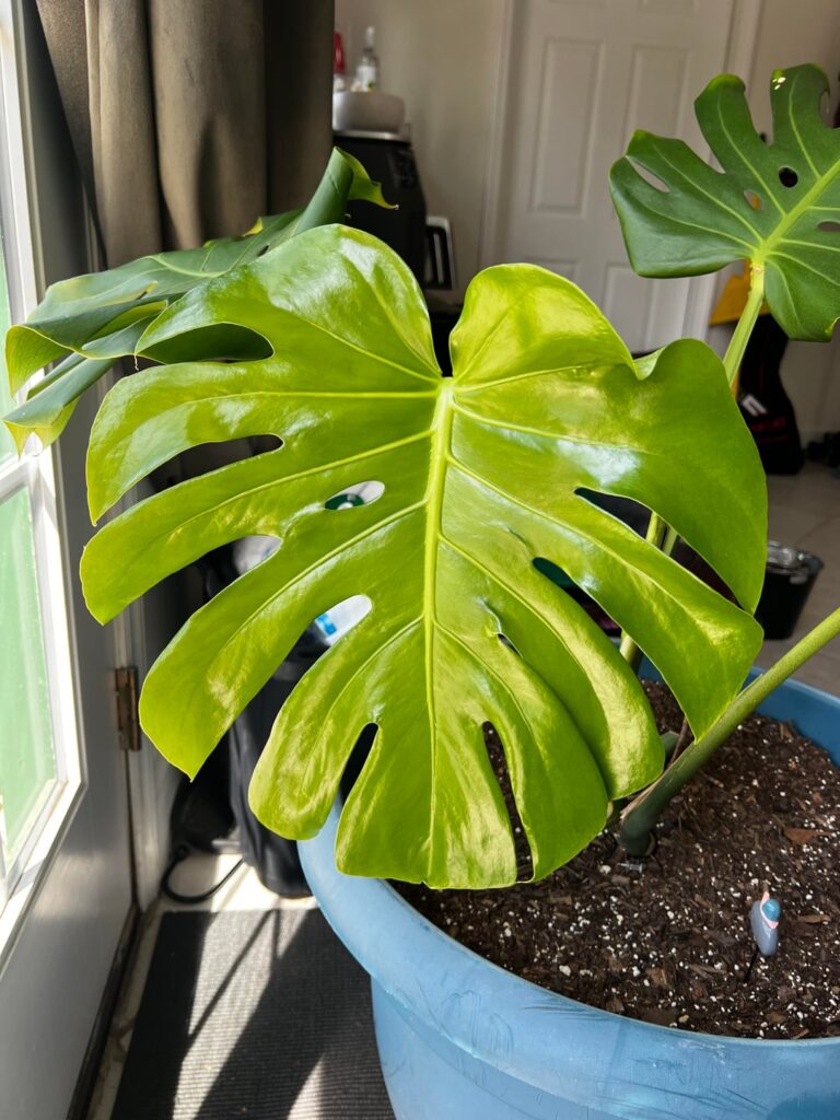 Sunburn, over watering or nutrient deficiency? (2 new leaves tho!) Sunburn, over watering or nutrient deficiency? (2 new leaves tho!)