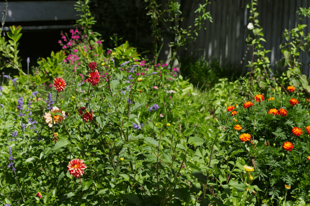 My gardening style is wild and scrappy but the pollinators seem to enjoy it
