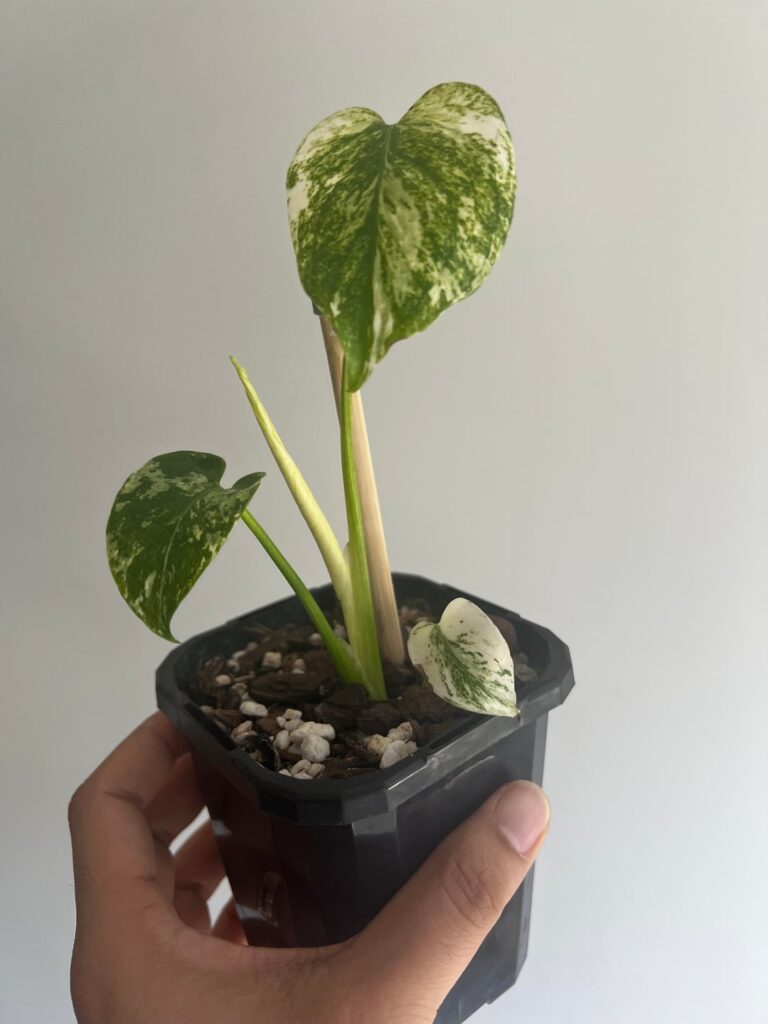Baby White Monster’s new leaf ‼️