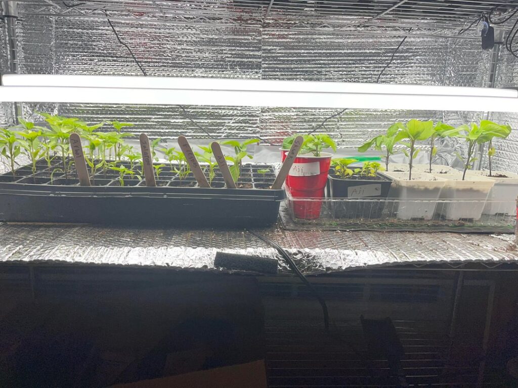 Time to pot up? Time to pot up?