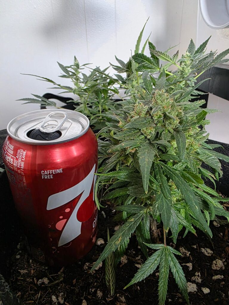 A cola the size of a cola.