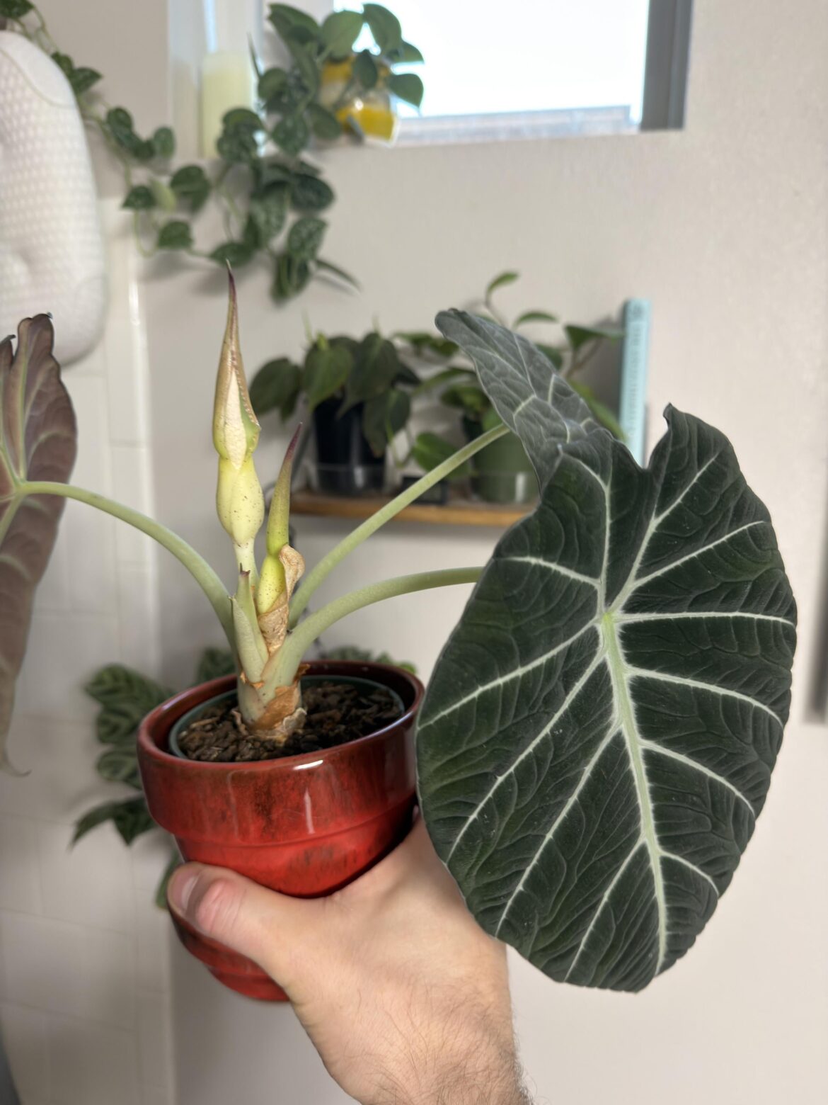 1 Year Alocasia Update