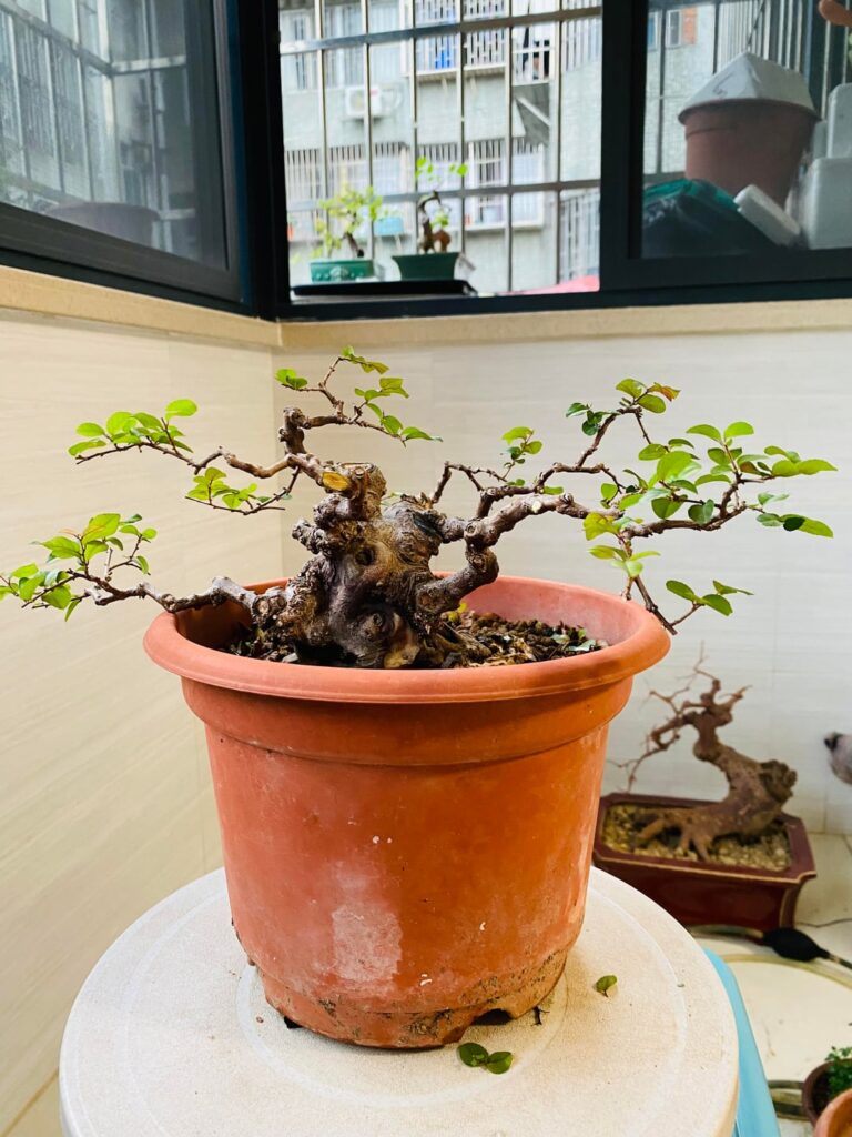 One of my first trees — Chinese Sweet Plum (Sageretia), about 5 years of development One of my first trees — Chinese Sweet Plum (Sageretia), about 5 years of development