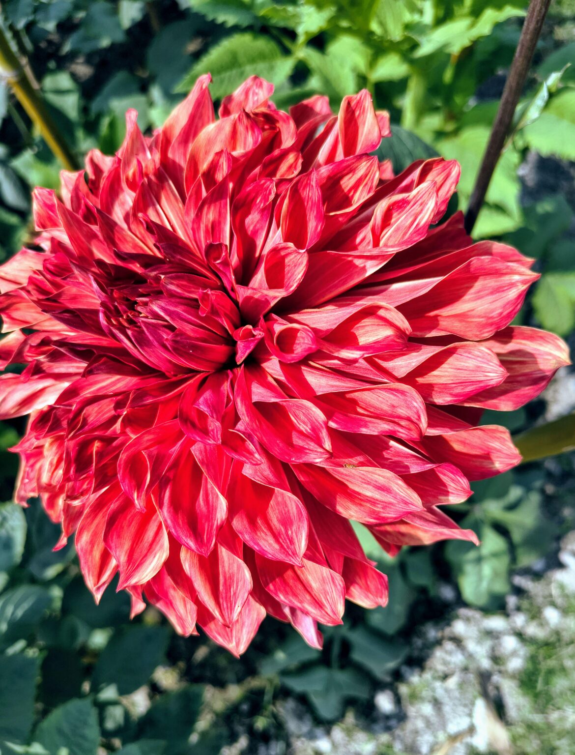 Dahlia Sierra Glow 🏵️