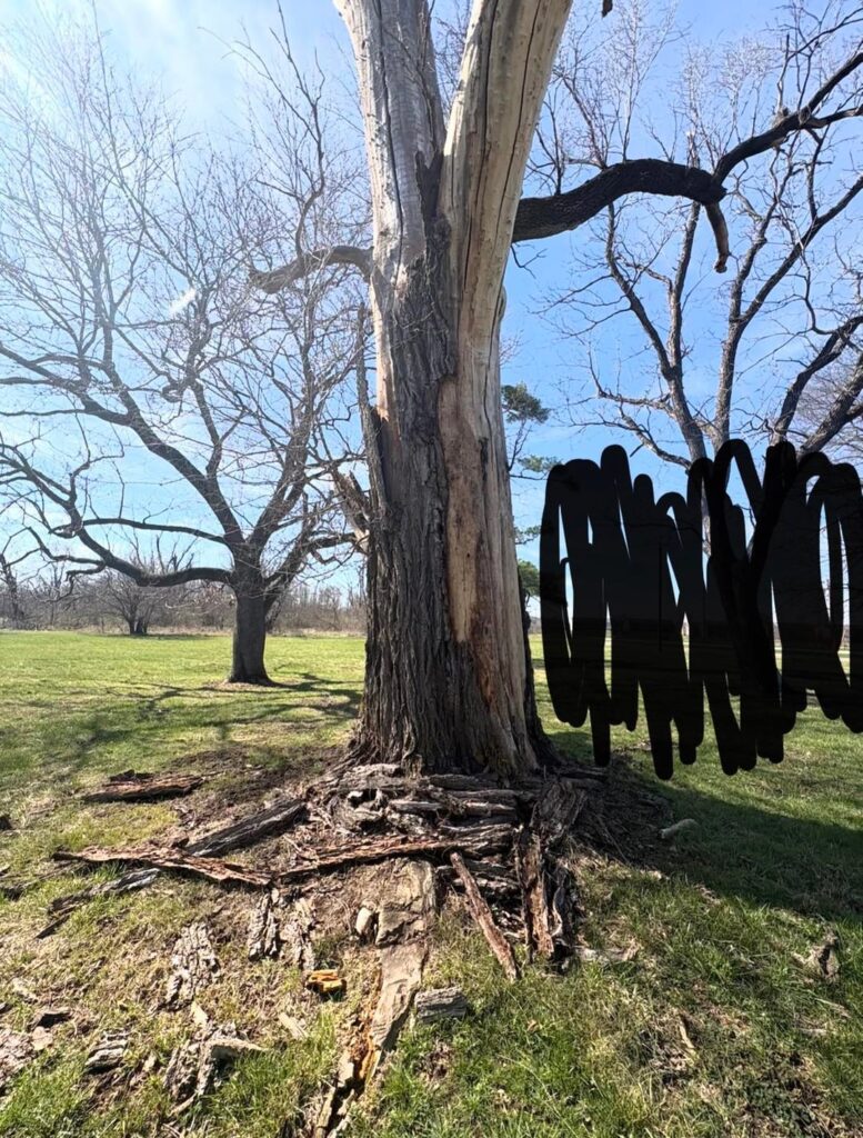 Bark piles Bark piles