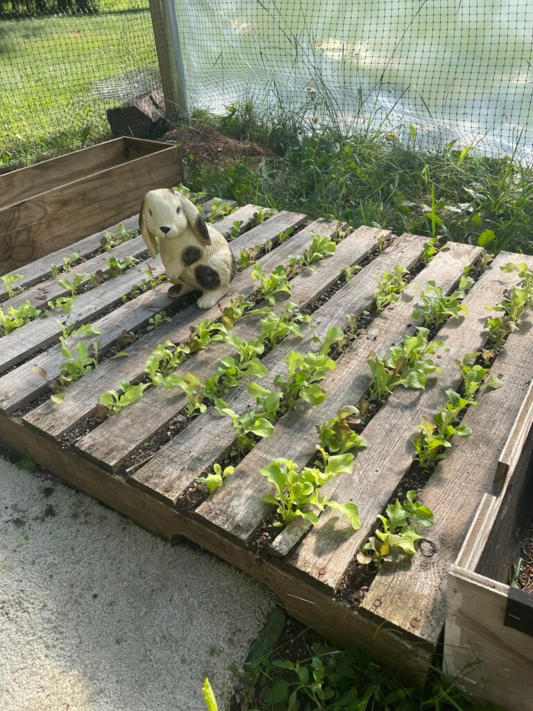 I had to try this out to spoil my rabbits I had to try this out to spoil my rabbits