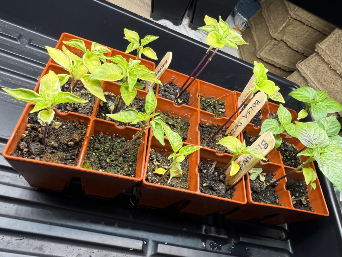 Advice for seedlings?
