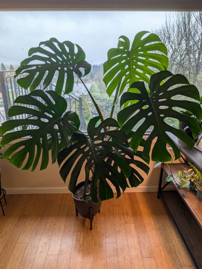 5ft monstera moss pole watering? Out of my league please help!