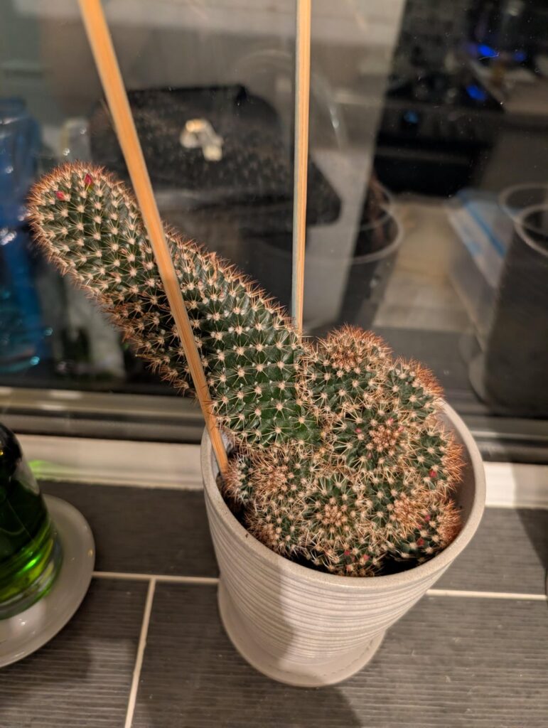 My cactus is beginning a mass flower. Is putting it in a new pot a good idea now? Or wait?