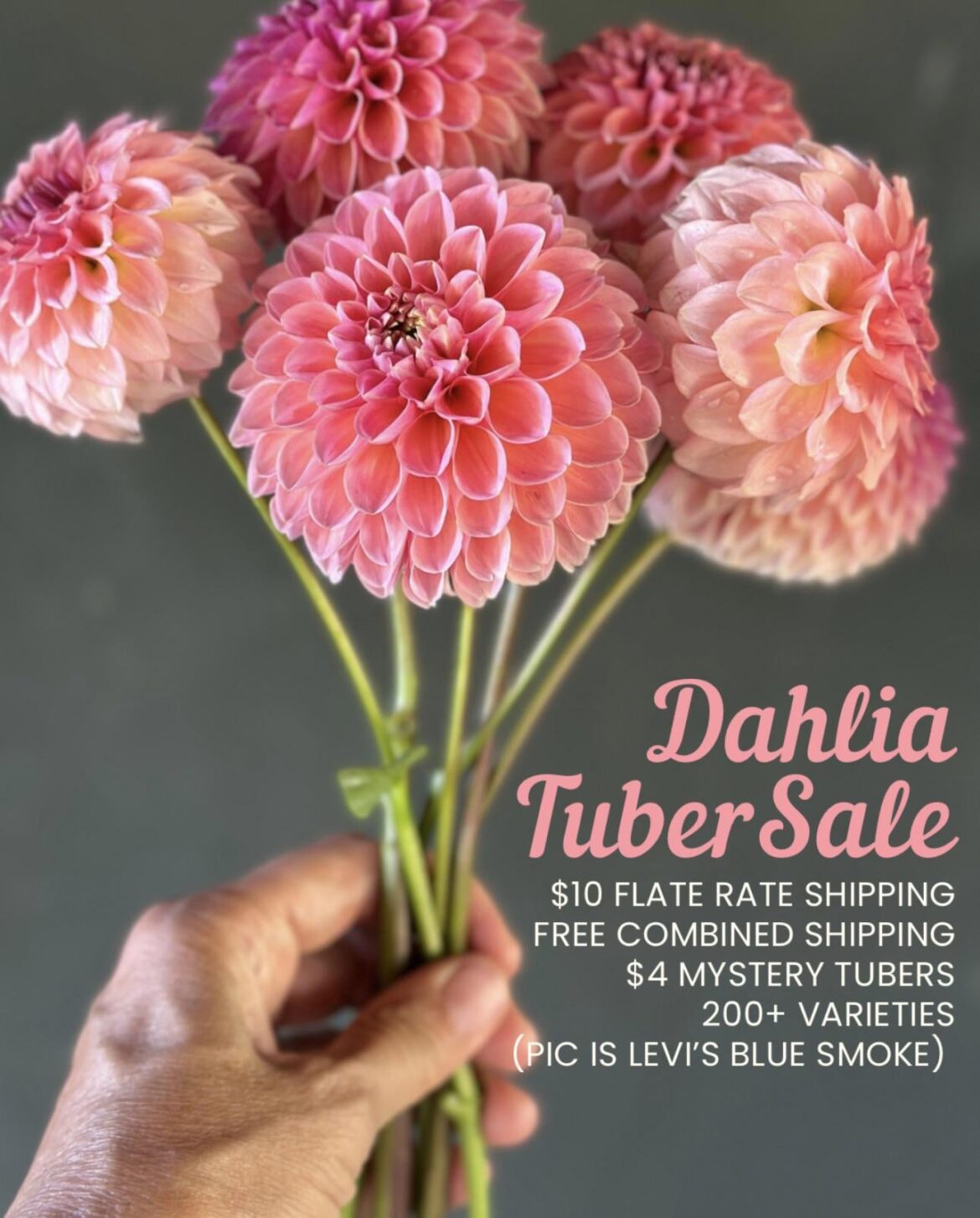 Dahlia Tuber Sale 200+ Varieties Dahlia Tuber Sale 200+ Varieties