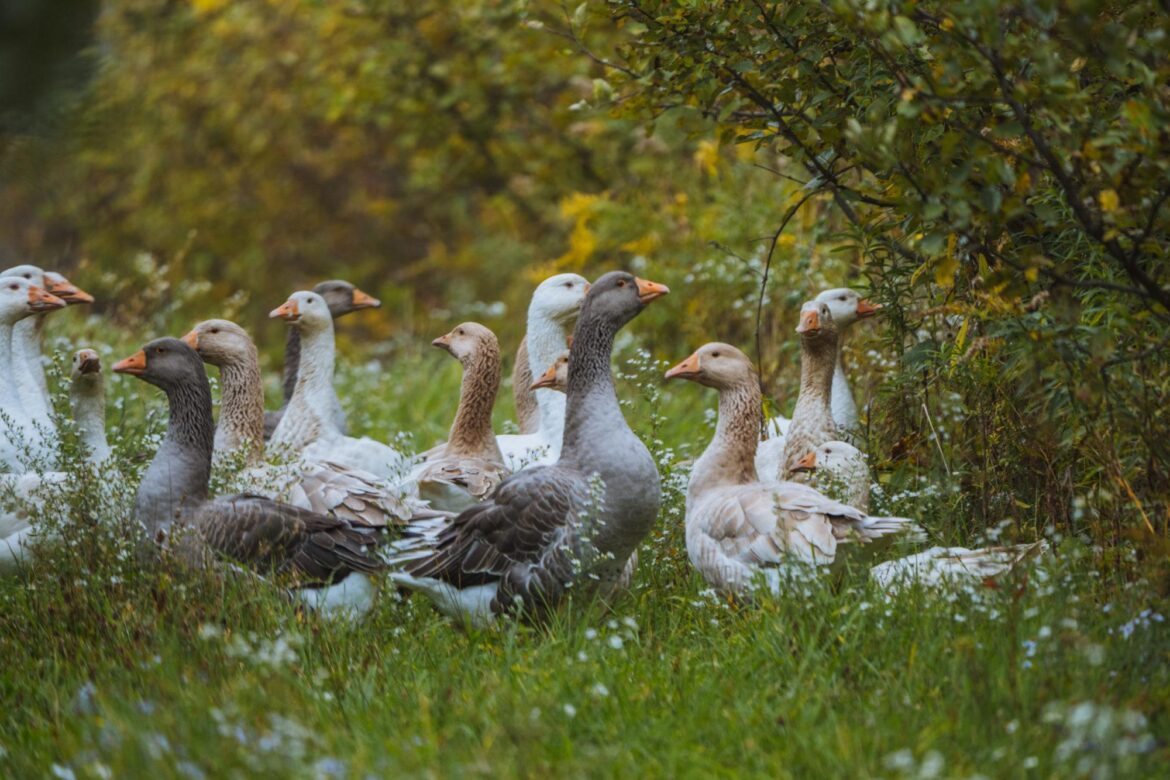 Is Goose silvopasteur the most sustainable meat?