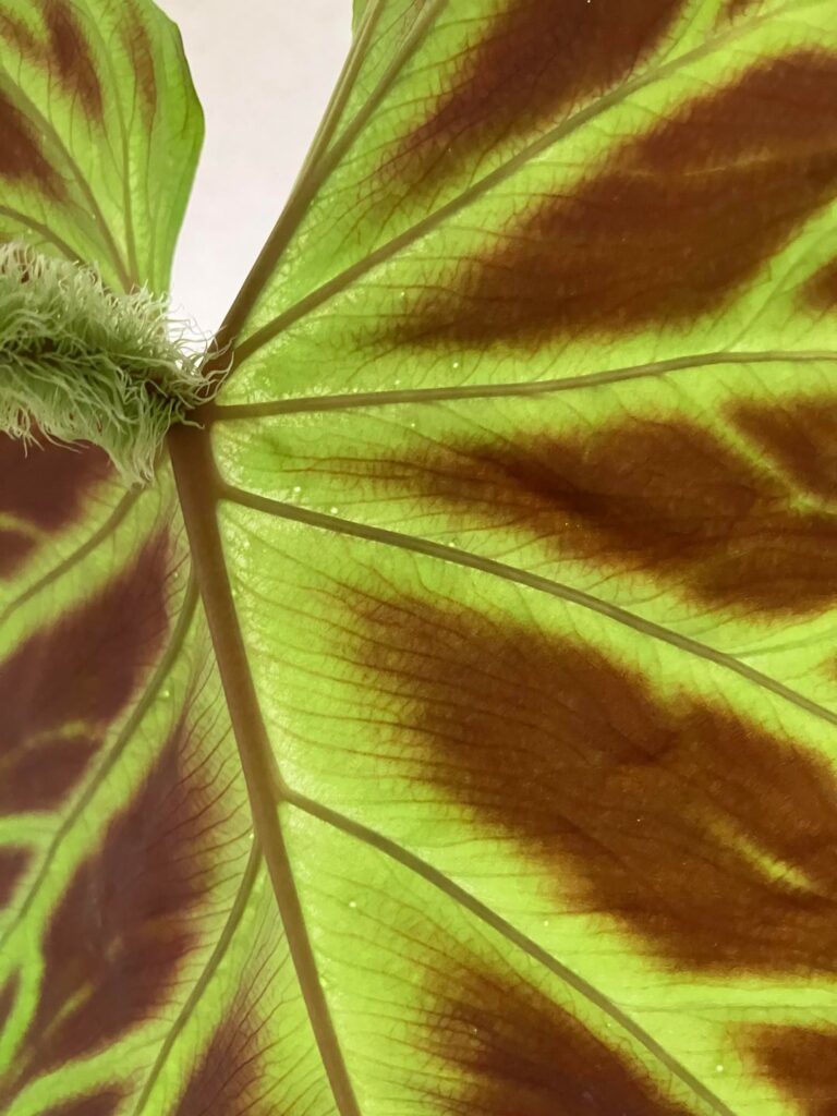 Help with pest ID