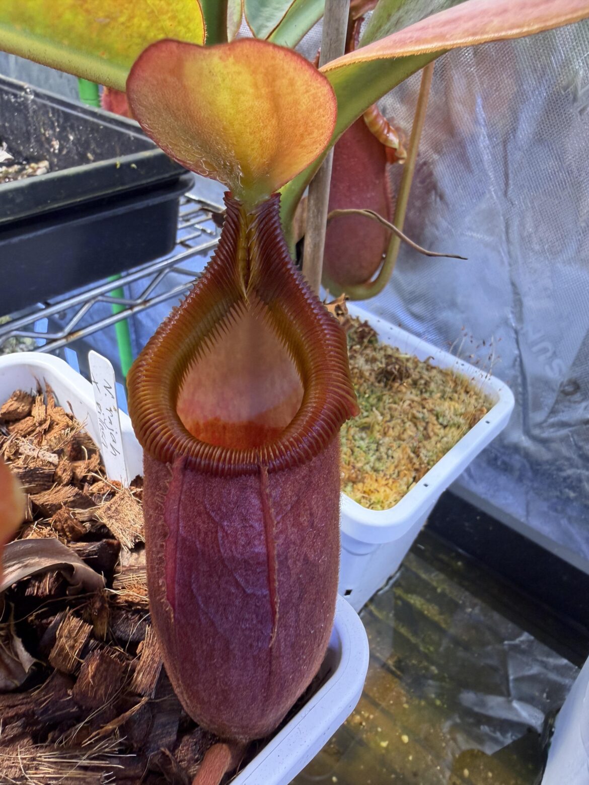 Nepenthes kinabaluensis