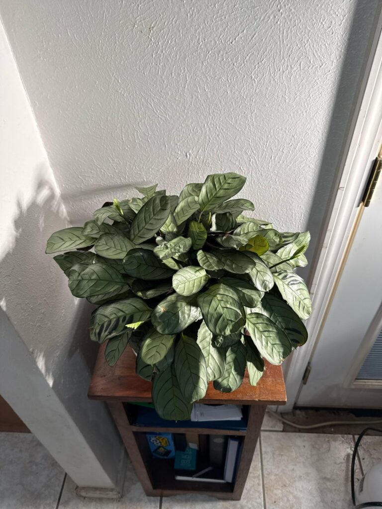 New plant!!