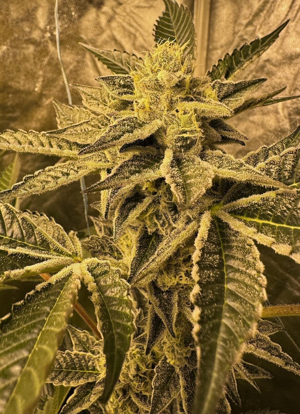 Sunset sherbet wk5