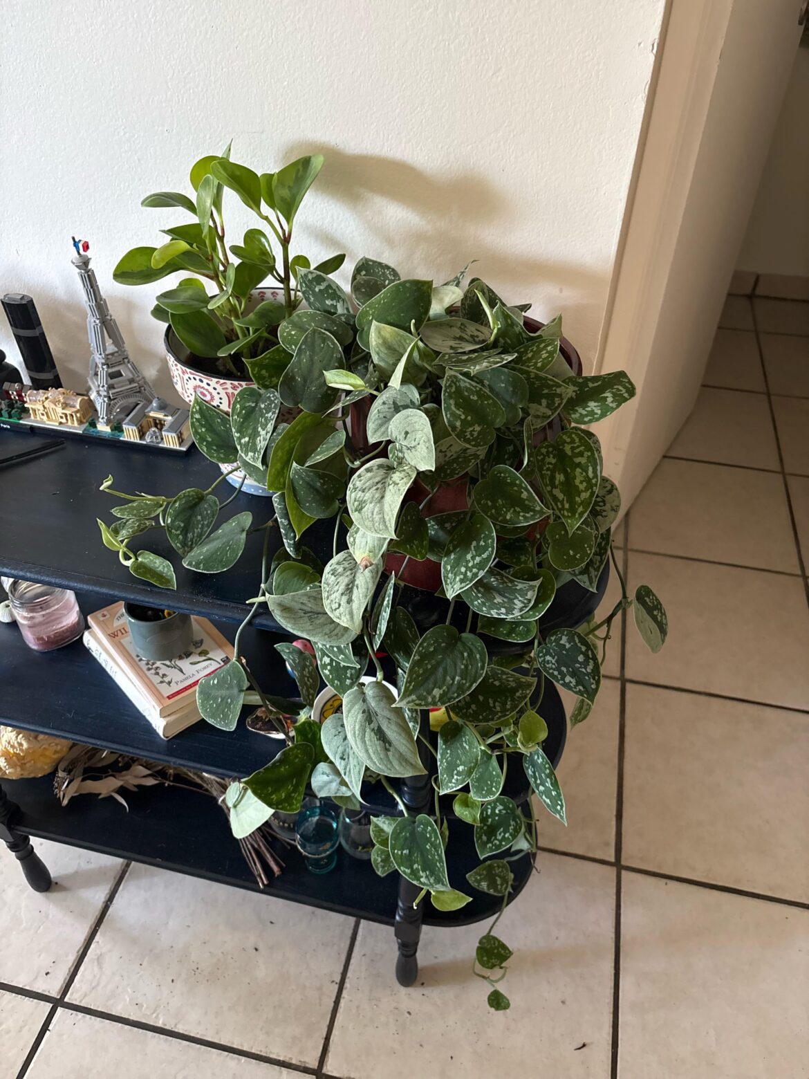 overgrown satin pothos