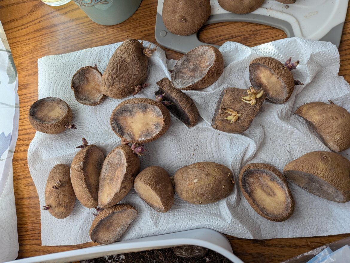 Are my seed potatoes rotting, or is this what they should look like before planting?