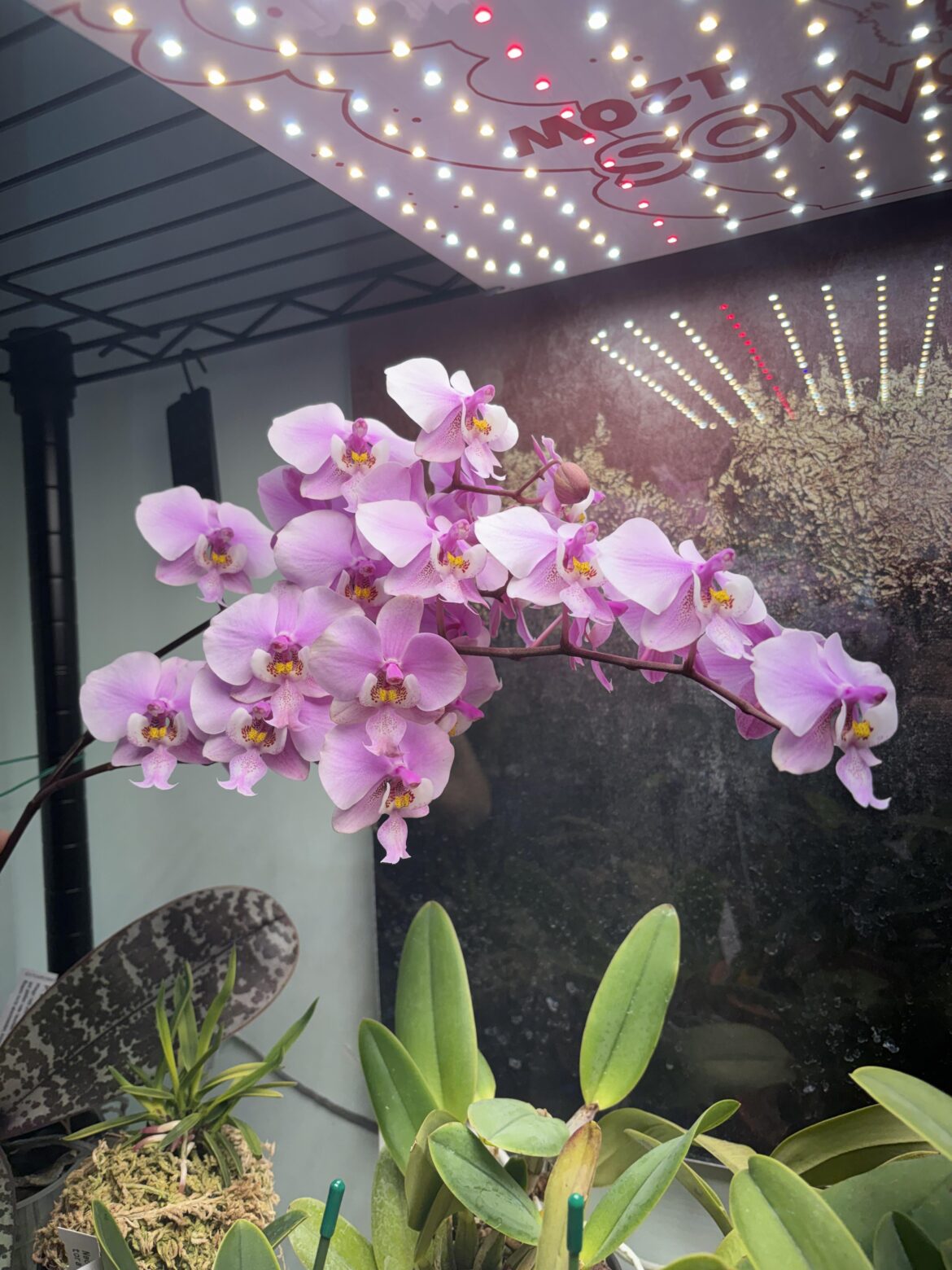 Phalaneopsis schilleriana flowering a bit crowded
