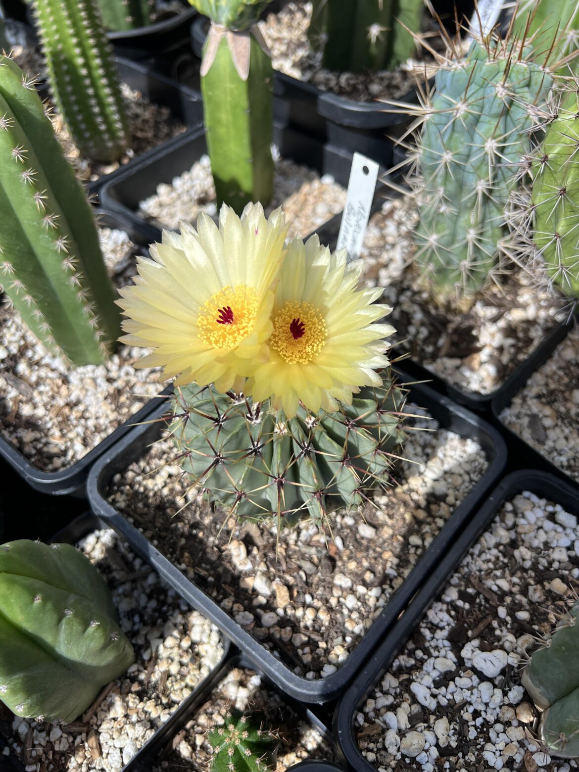 Notocactus buiningii