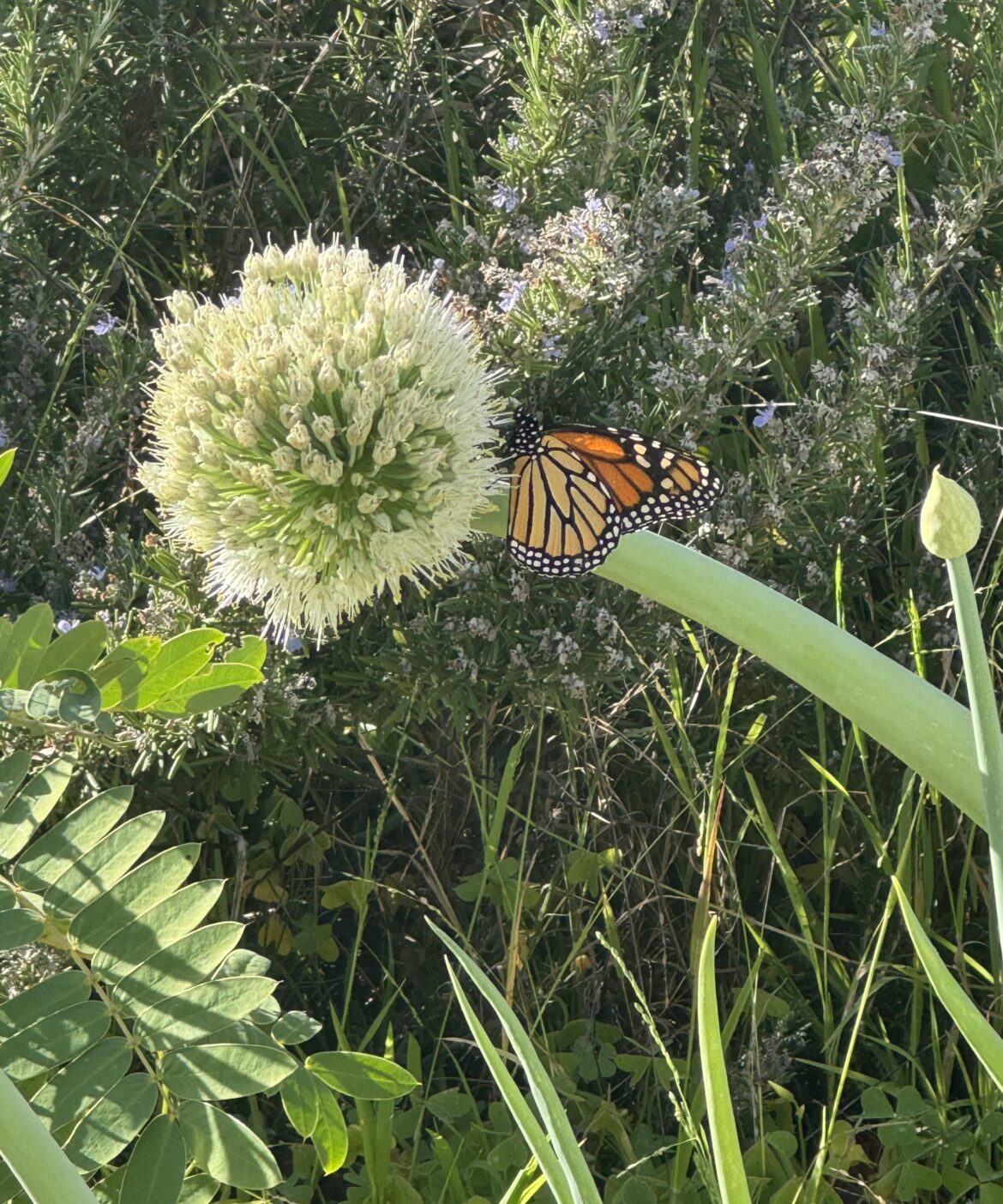 Onion blooms & butterflies?!?