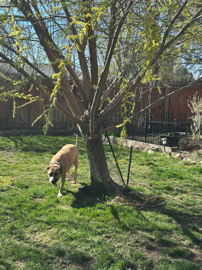 Help for my willow