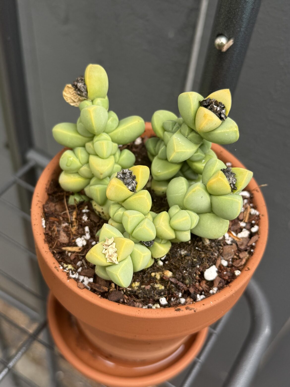 Do the dead flowers get reabsorbed?