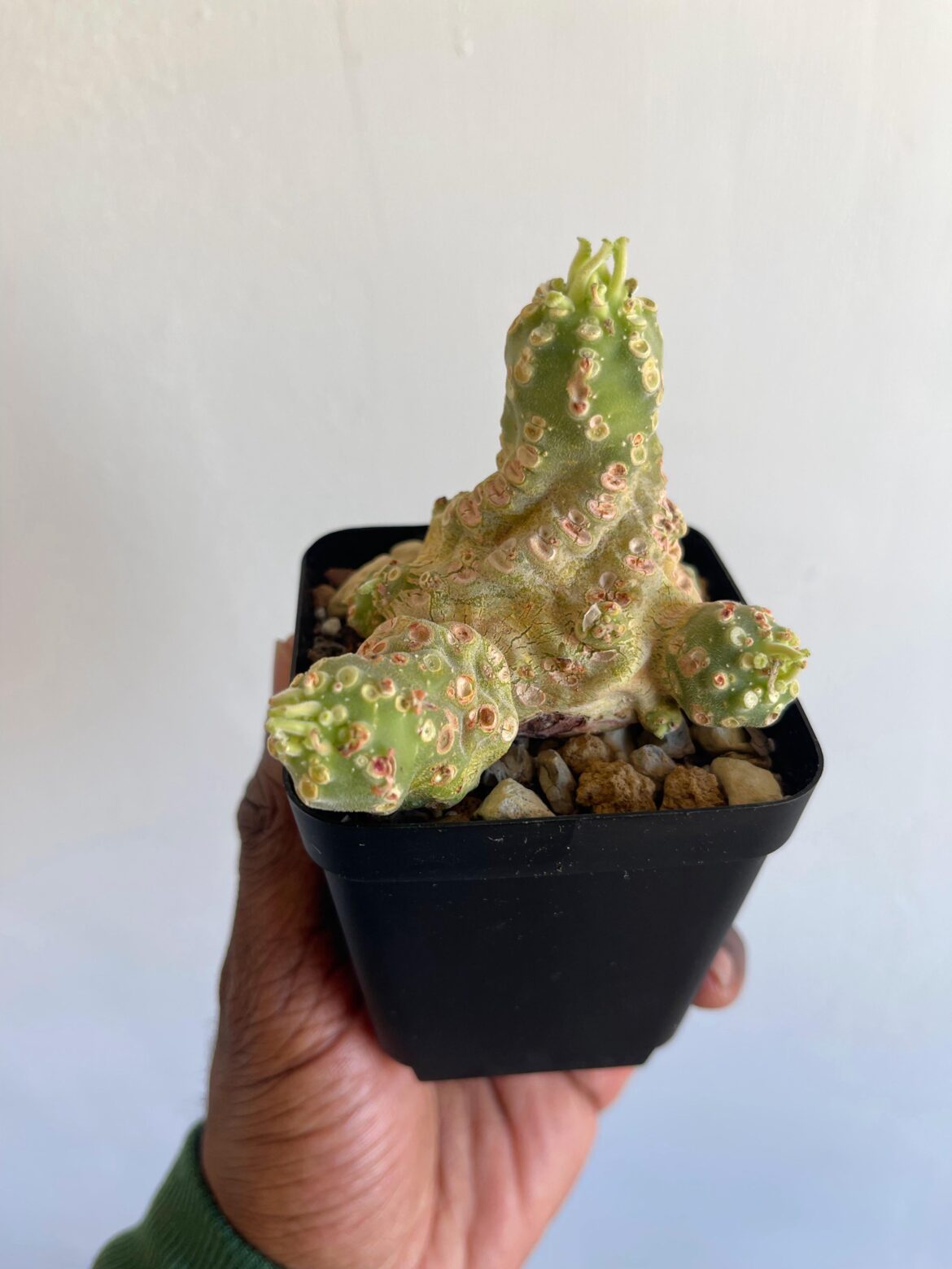 Just potted up this weirdo that came in the mail today. Hoping I have a pair 🤞🏿