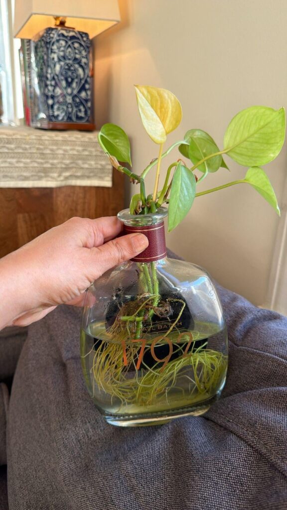 Mom’s pothos in water is struggling. Why?