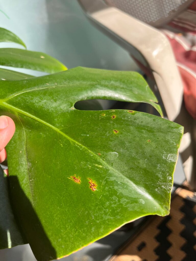 So confused what are these spots that keep popping up on my monstera?? I’ve had her for years and these pop up and then the leaves turn yellow with brown holes and crinkle and die?