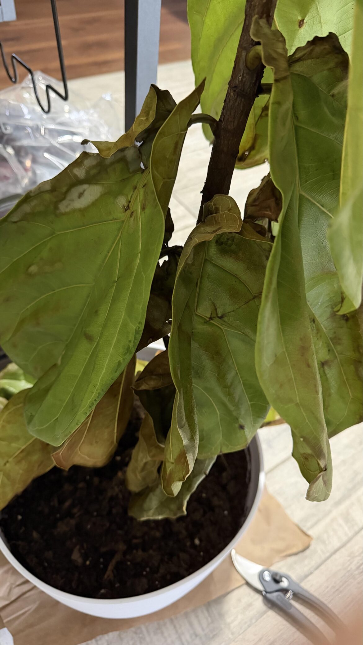 Spider mites or just normal repotting tantrum?