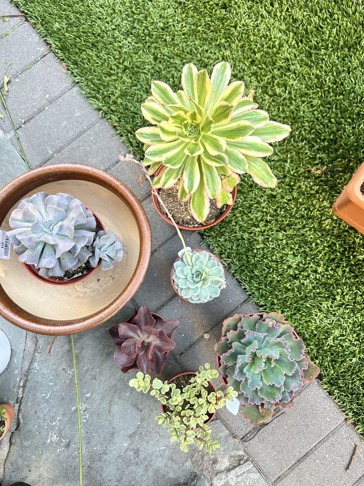 Succulent haul