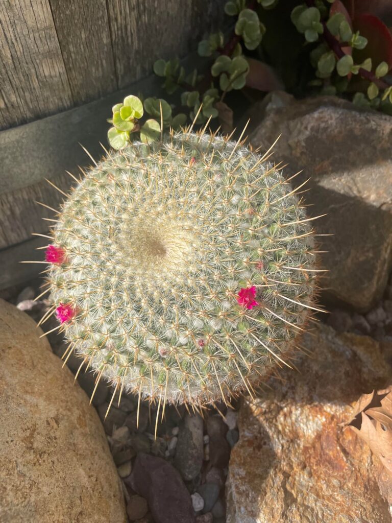 Some little flowers