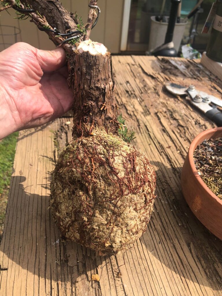 New future Bonsai is born!