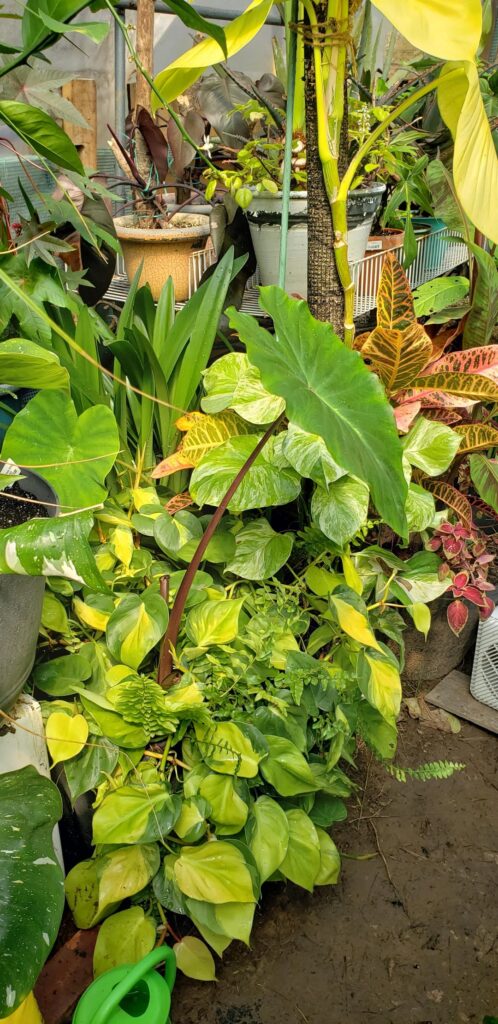 Years of thoughtful care and good sunlight, a moment in my tropical greenhouse. Enjoy
