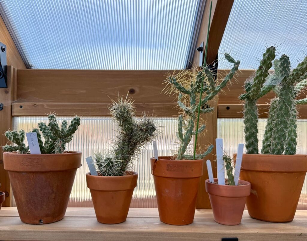 Greenhouse Close Ups