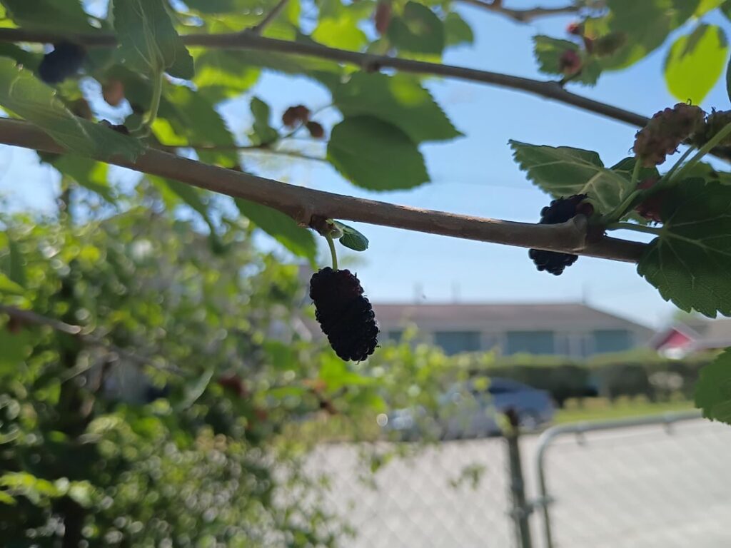 What type of berry or plant is this?